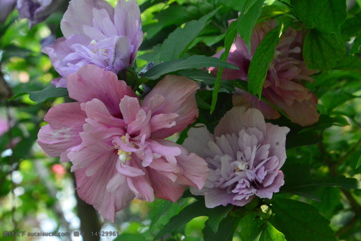 木槿 无穷花 花卉 花儿 花草 植物 园林绿化 绿化景观 花骨朵 花朵 花蕊 木槿木槿花 生物世界