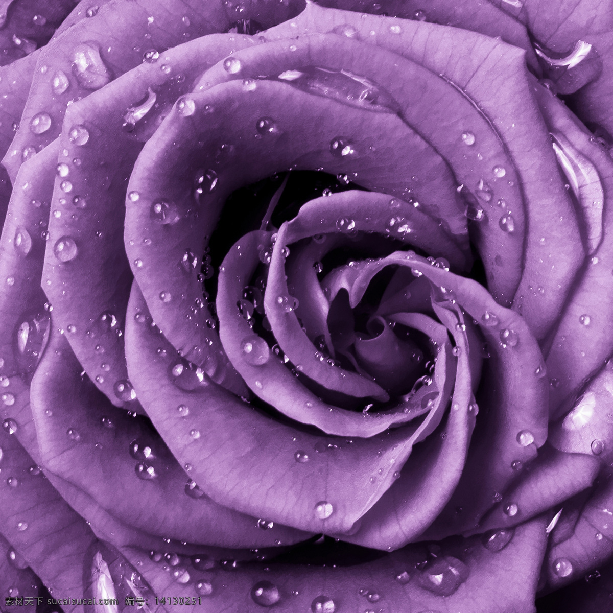 紫色 玫瑰花 桌面 玫瑰 水珠 紫色玫瑰花 背景图片