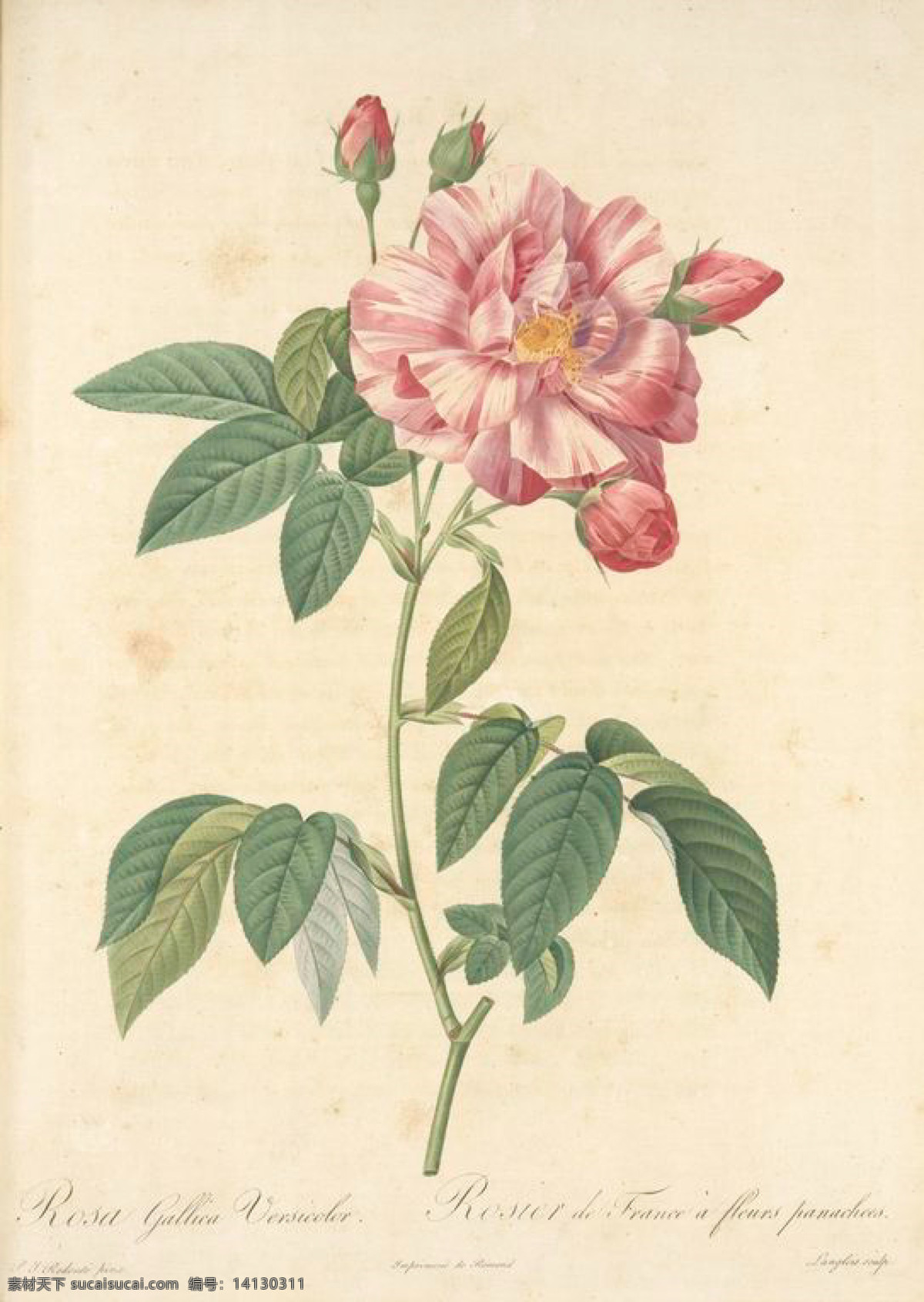 手绘 复古 油画 花朵 花 花卉 玫瑰 艺术名画 植物图 文化艺术