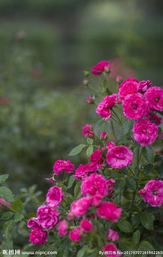 月季花 蔷薇科 月月红 月月花 长春花 四季花 胜春 红月季 黄月季 月季花园 月季园 生物世界 花草