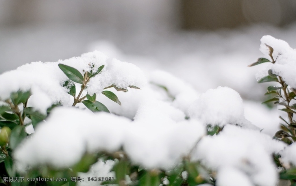雪 覆盖 小 树枝 被雪覆盖的 树 树叶 树木 雪景 白雪 绿叶 叶子 植物 残叶 冬天 摄影图片 生物世界 树木树叶