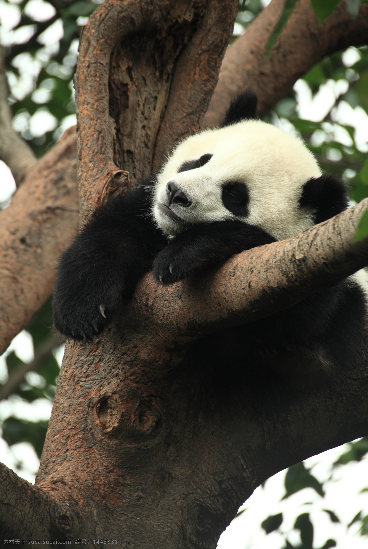 大熊猫 熊猫 野生动物 熊科动物 国宝 这些变化 保护动物 生物世界