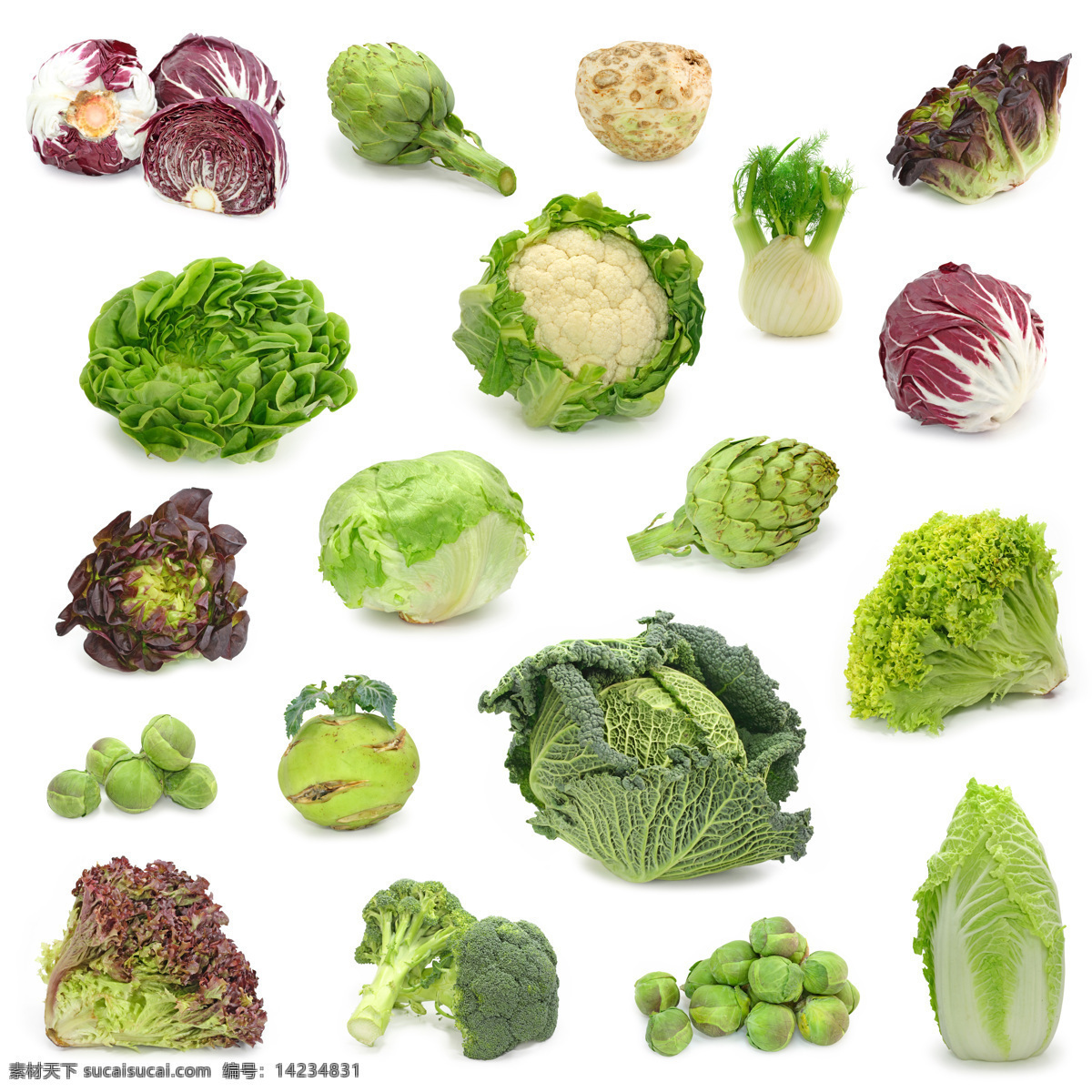 新鲜 蔬菜 新鲜蔬菜 包菜 白菜 西兰花 生菜 花菜 菜头 蔬菜图片 餐饮美食
