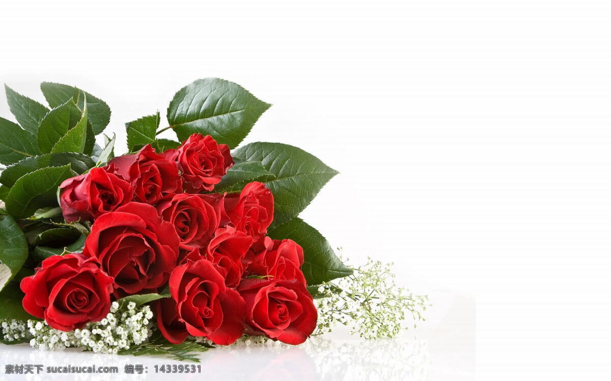 玫瑰花 背景 花草 绿叶 满天星 情人节 生物世界 节日素材 情人节七夕