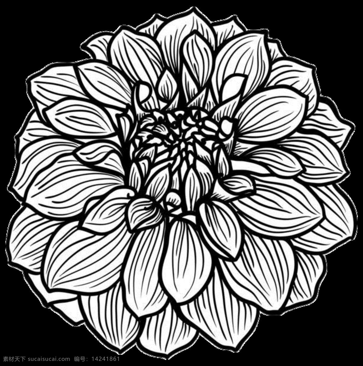简约 黑色 手绘 菊花 装饰 元素 黑色花瓣 黑色线稿 植物 装饰元素