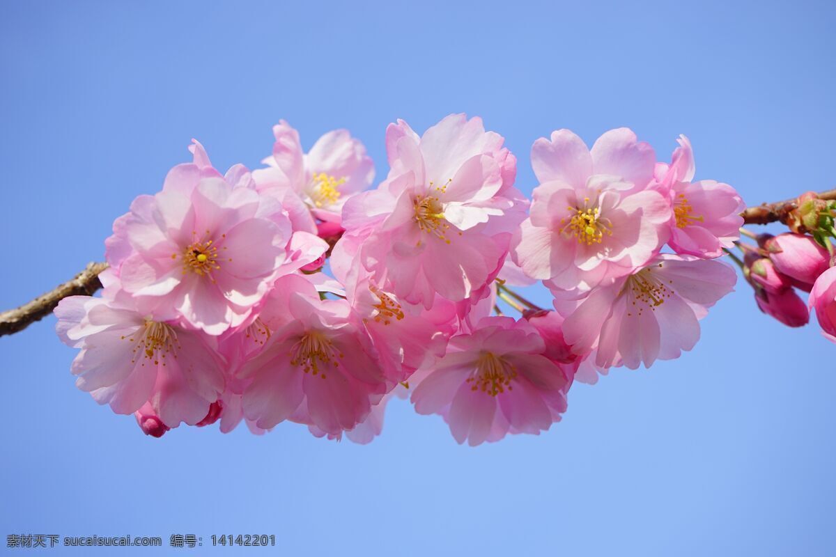 桃花朵朵开 粉红桃花 桃花装饰 桃花树 春意 春天的气息 粉色桃花 蓝天 生物世界 花草