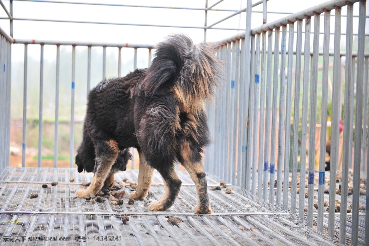 藏獒 獒 狗 牲畜 动物 獒园 养殖 雪獒 生物世界 家禽家畜