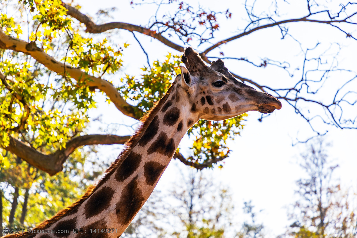 长颈鹿 麒麟鹿 长脖鹿 giraffe 野生动物