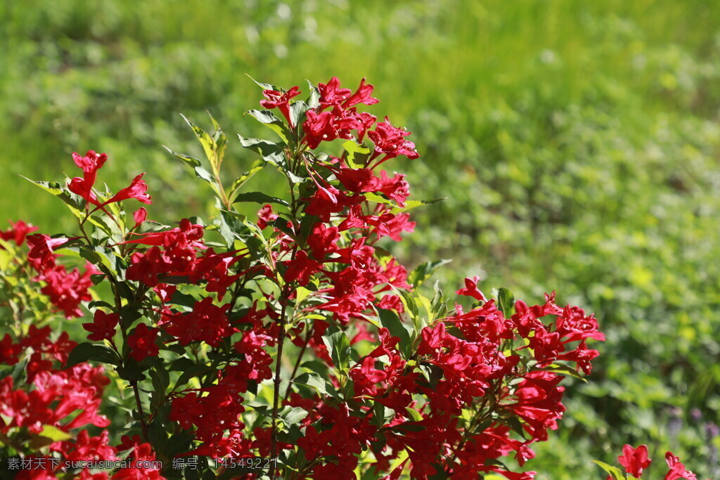 红色 花卉图片 花卉 花朵 花瓣 鲜艳 艳丽 花叶 花蕊 色彩斑斓 鲜花 绿植 芬芳 植物 摄影 生物世界 花草