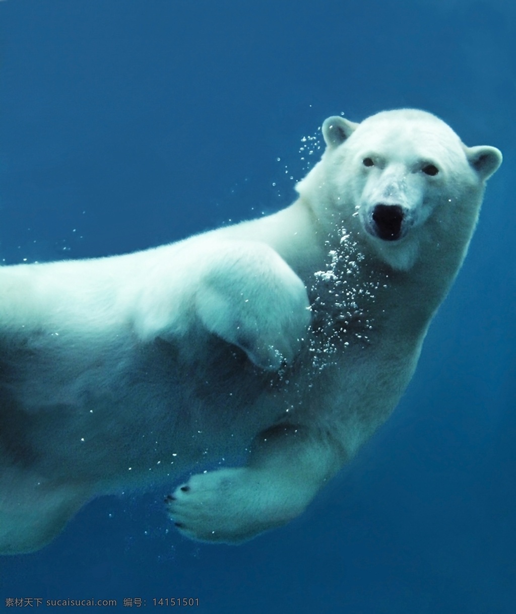 北极熊 熊 小白熊 北极 极地 动物 野生动物 雪 水 海水 野生 肉食动物 白熊 拍照 照片 拍摄 壁纸 高清 特写 生物世界