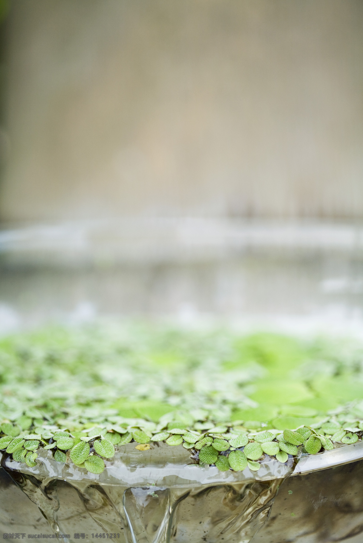 水草图片素材 植物 树林 水中植物 沼泽植物 大自然 中 植物图片 绿色植物 水草 花草树木 生物世界