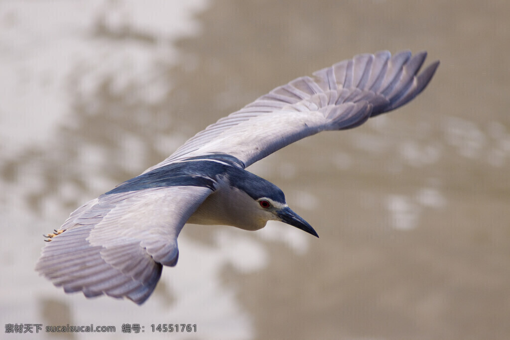 鹭 夜鹭 蓝色羽毛 展开的翅膀 虚化背景 尖嘴 俯视角度