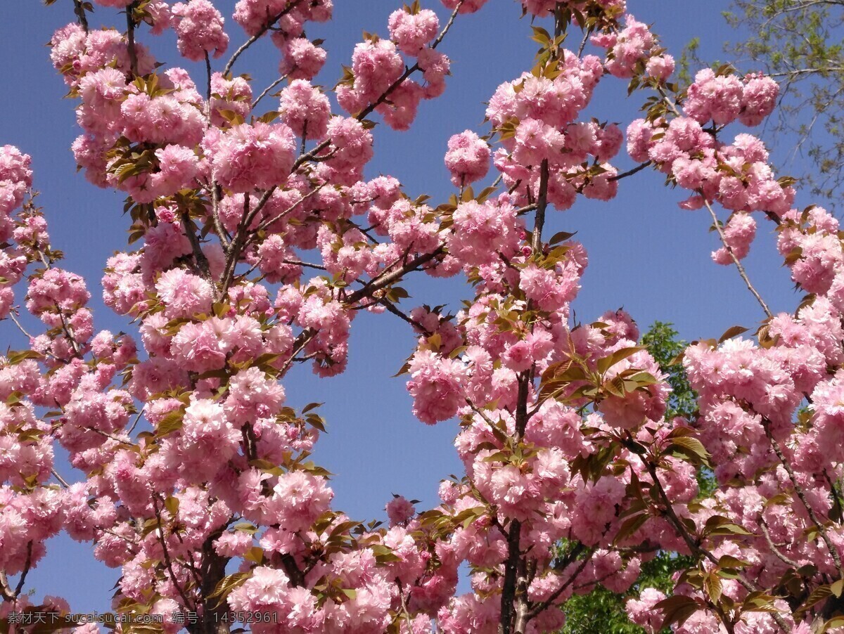 樱花 满园春色 花枝 玉渊潭樱花节 玉渊潭春色 树干 花朵 春色 花卉 花儿 花骨朵 花草 树枝 枝叶 园林景观 绿化景观 生物世界