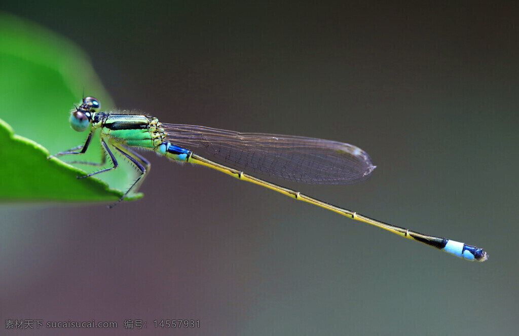 长叶异志蟌 豆娘 绿叶 虚化背景 细长的腹部 透明翅膀