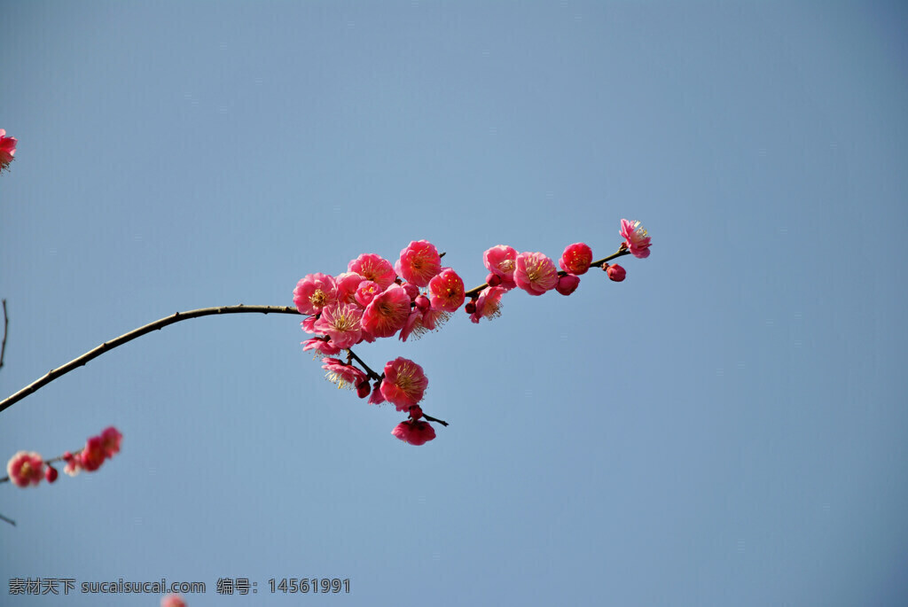 红色 梅花 中国传统名花 象征着高洁孤傲、坚忍不拔的精神品质。