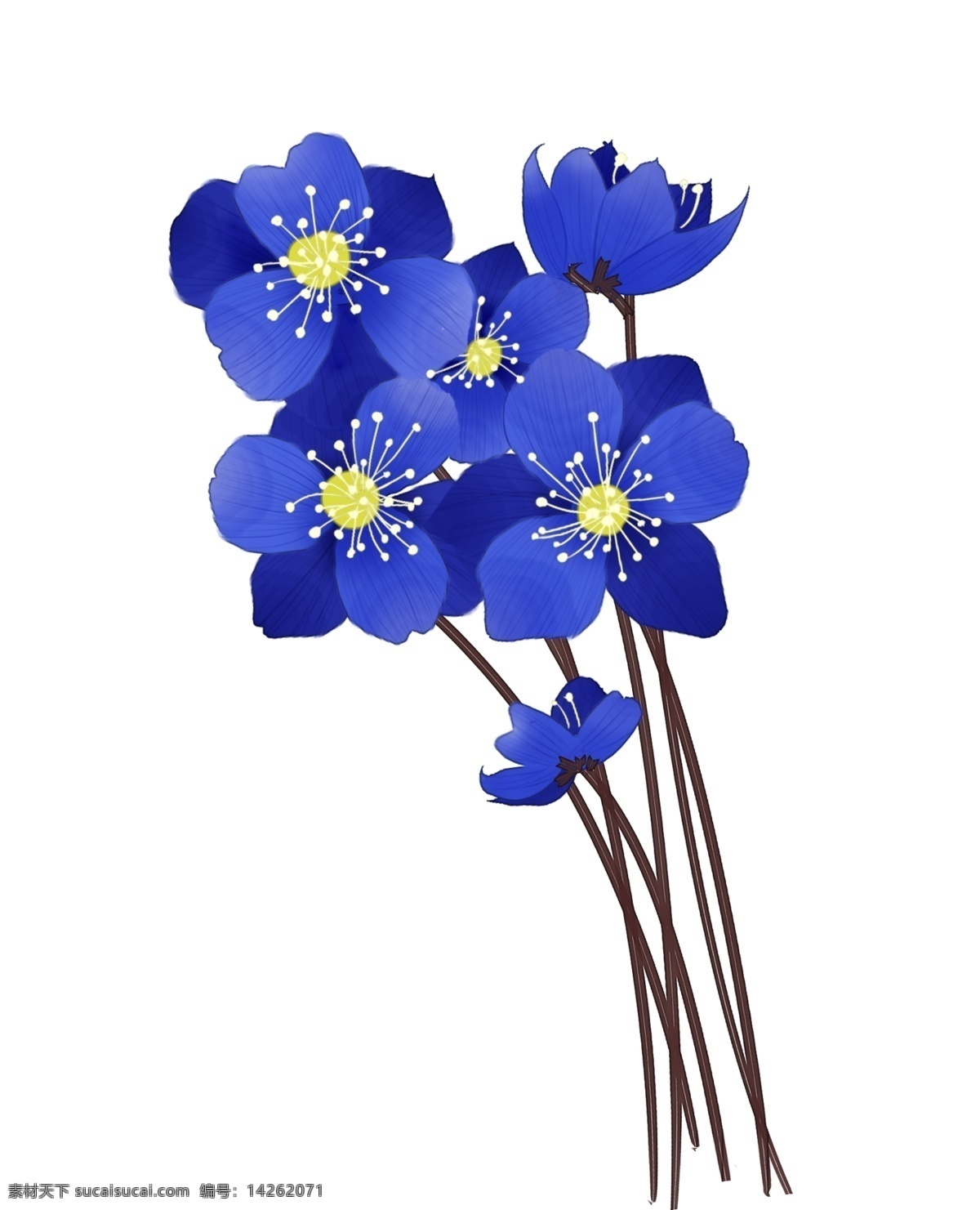 中国 风 手绘 花卉 雪 割草 雪割草 国风 水彩 手绘花 装饰画 装饰用画 植物 春季 蓝色花 配图 漂亮的花朵