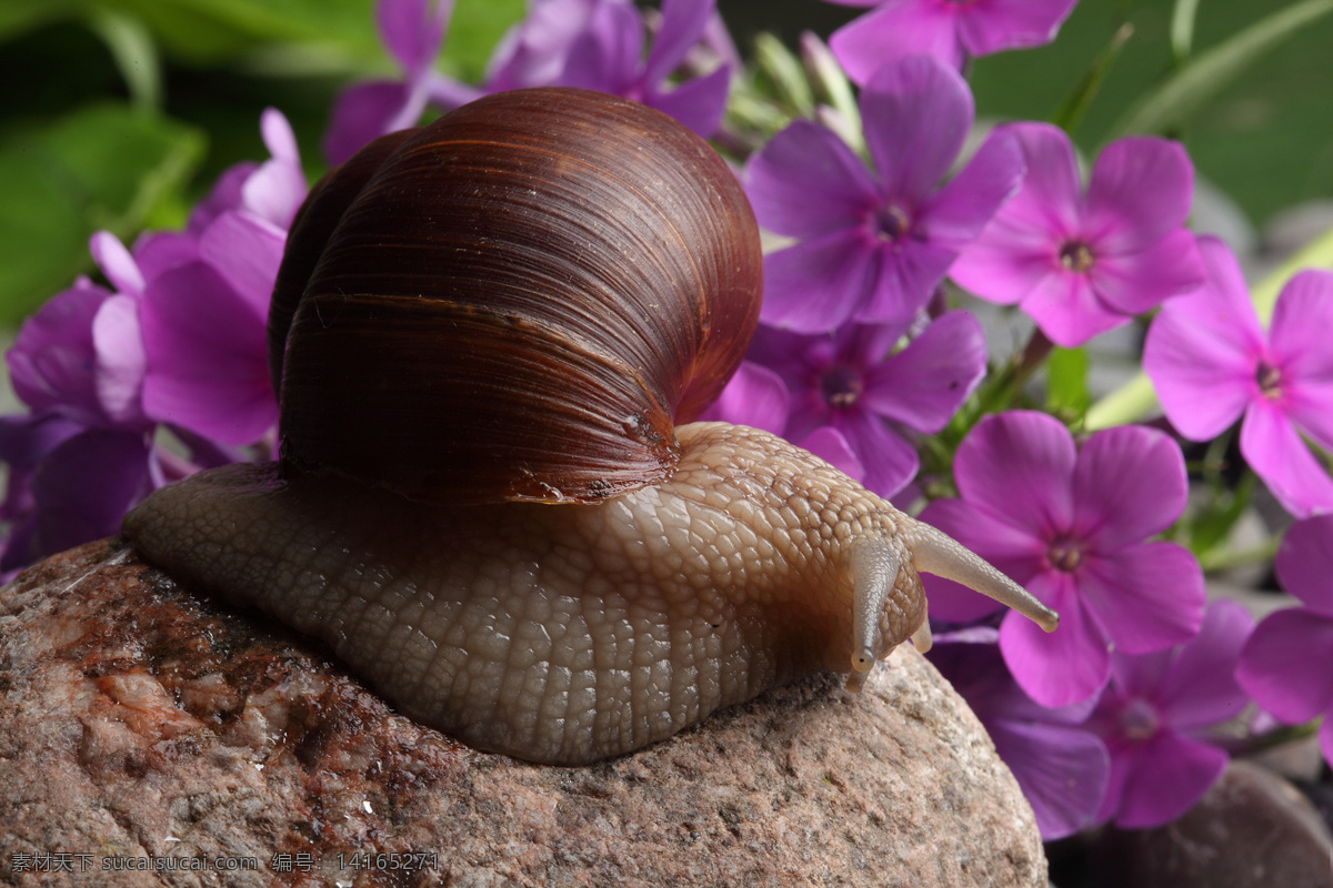 蜗牛 动物 爬行 无脊椎动物 花纹 触角 贝壳 蜗牛花卉摄影 花卉 鲜花 昆虫世界 生物世界 黑色