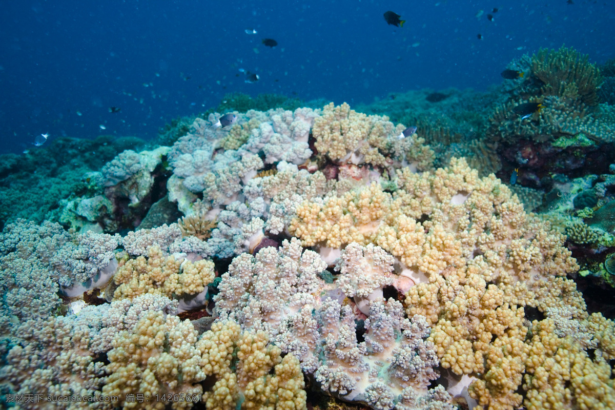 海洋生物 海底世界 海洋 礁石 生物世界 鱼 鱼类 珊蝴礁石 珊蝴 海底景色