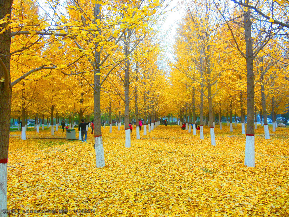 银杏林 银杏树 落叶 树叶 叶子 黄色 秋天 秋景 风景图 自然风景 树木树叶 自然景观