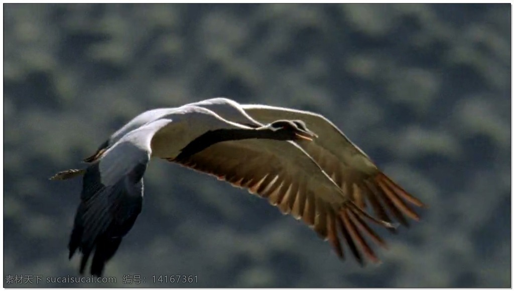 蓝天 飞鸟 动态 视频 蓝色 鸟类 自然 视频素材 动态视频素材