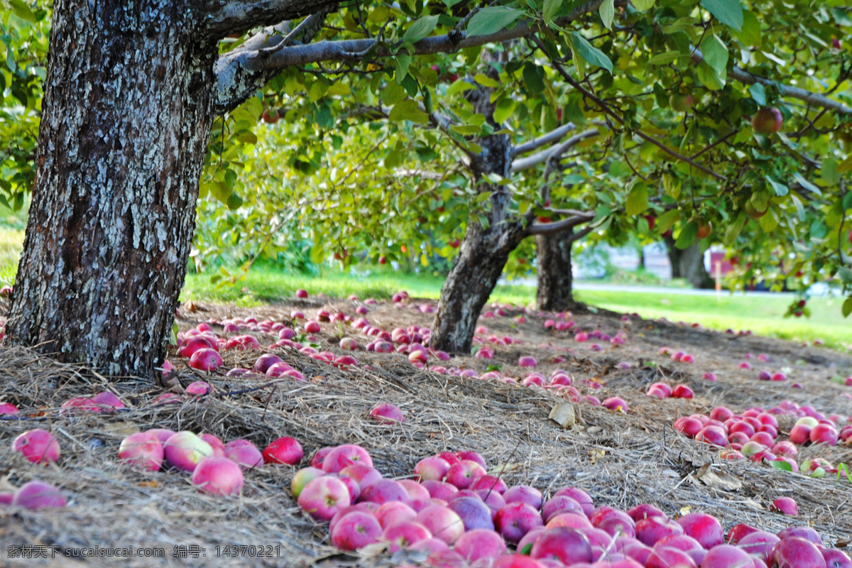 苹果树 美丽风光 风光摄影 树木 苹果 摄影素材 景色素材 树木图片专辑 树木树叶 生物世界