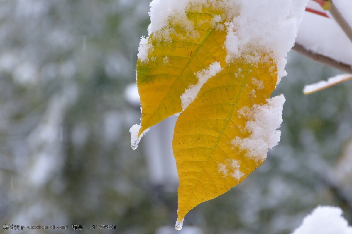 黄色的树叶 雪花 飘雪 雪压落叶 树枝 初冬的树叶 旅游摄影 自然风景