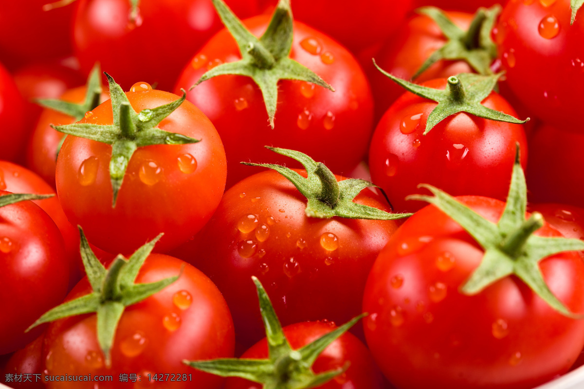 西红柿 番茄 柿子 蔬菜 新鲜蔬菜 生物世界