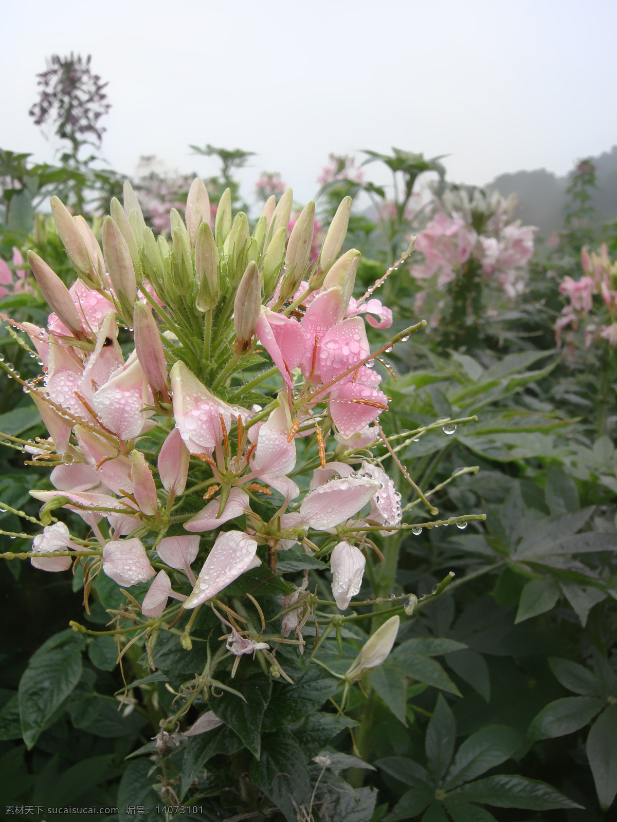 醉 蝶 花 春天 粉红 花草 露水 绿色 生物世界 醉蝶花 psd源文件