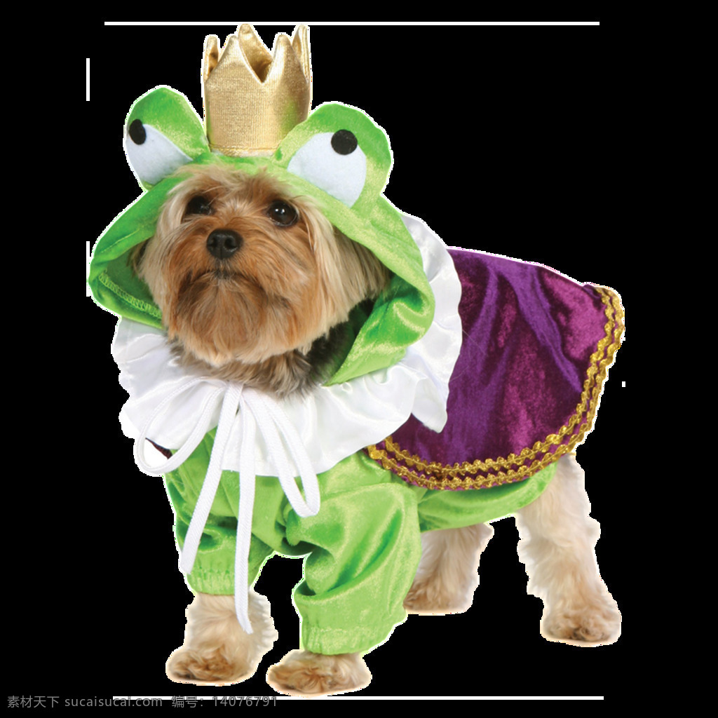 可爱 棕色 雪 纳 瑞 宠物狗 产品 实物 产品实物 绿色衣服 生肖狗 小狗 紫色衣服