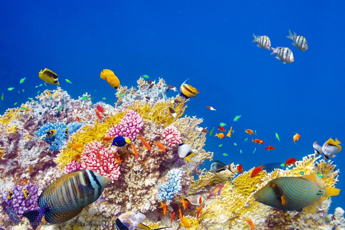 一群 鱼 珊瑚 海底鱼类动物 海底世界 海水 海洋生物 鱼类动物 海鱼 鱼类 大海图片 风景图片