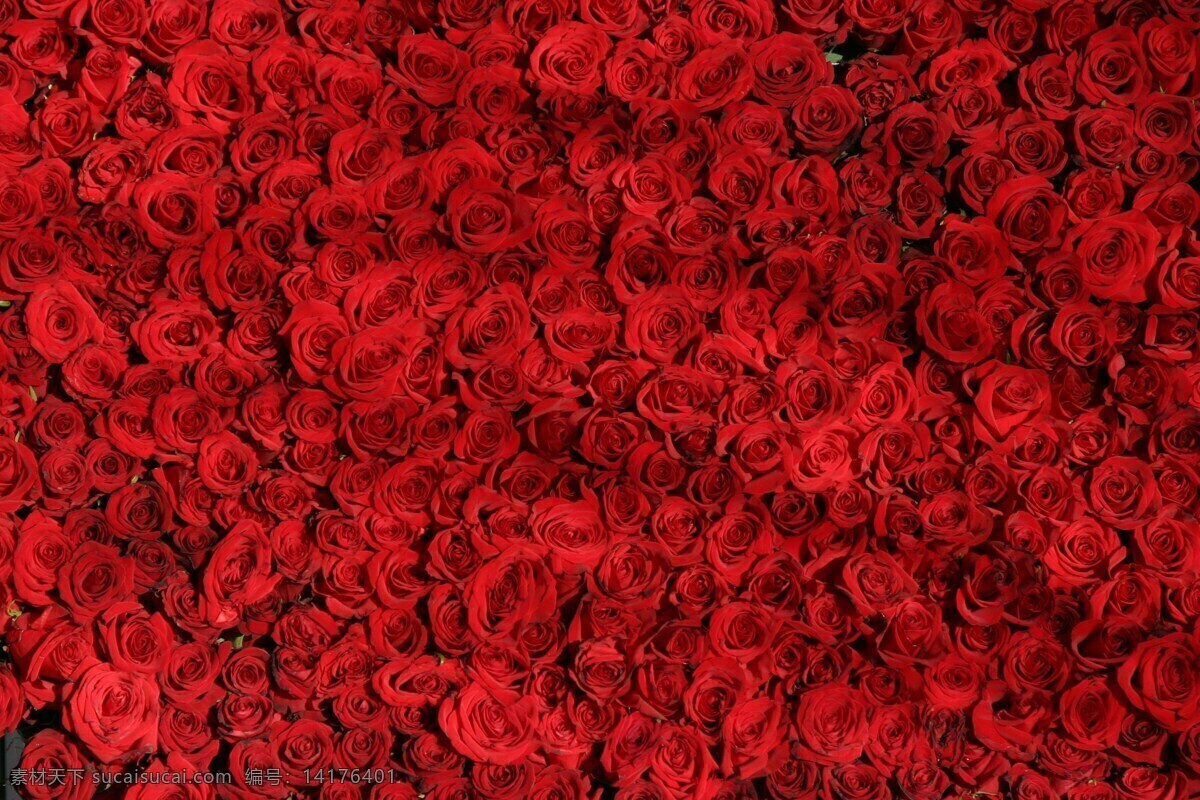 玫瑰花海 玫瑰 花海 红色 爱情象征 热情 素材之家 生物世界 花草