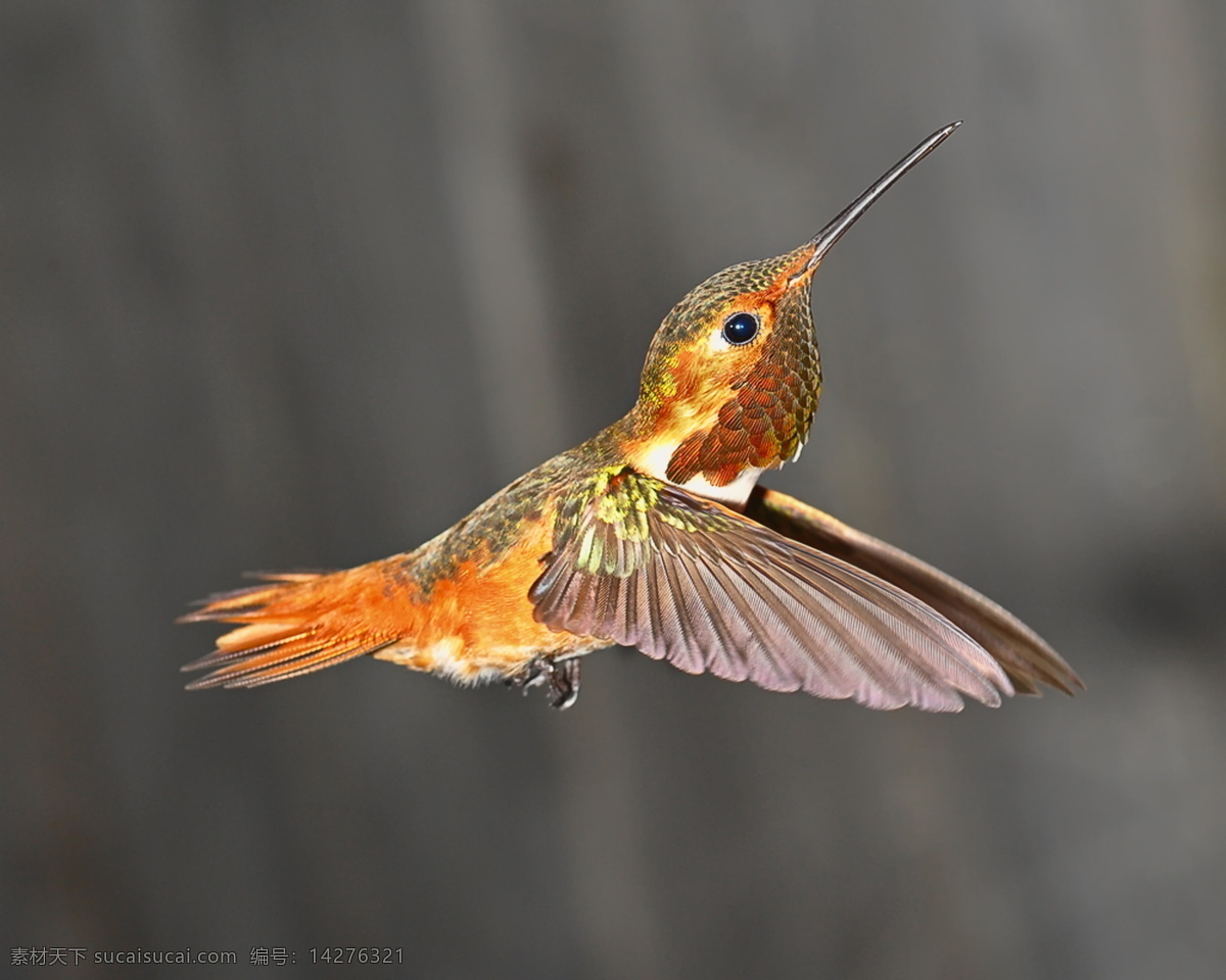 蜂鸟 小鸟 鸟类 飞翔 翅膀 精灵 飞行 羽毛 鸟儿 喙 生物世界