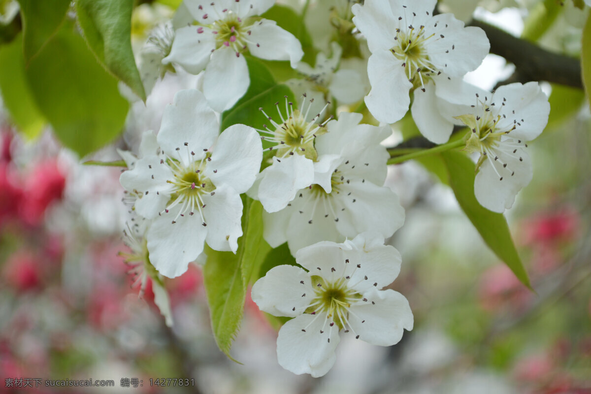 白梨花 梨花 春天 白花 娇艳 春的气息 白色 花卉植物 花草 生物世界
