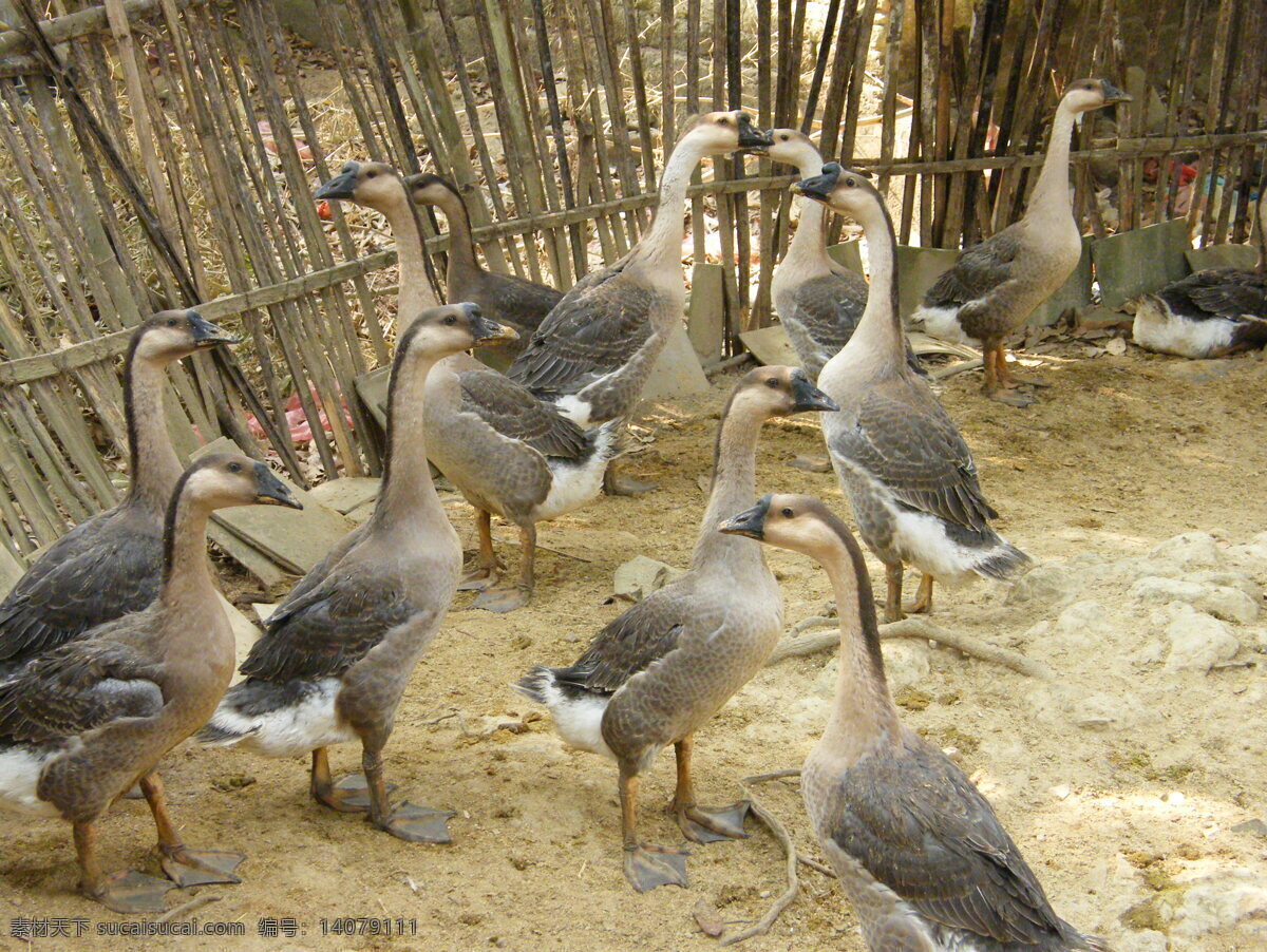 家鹅 草鹅 鹅群 家禽家畜 生物世界