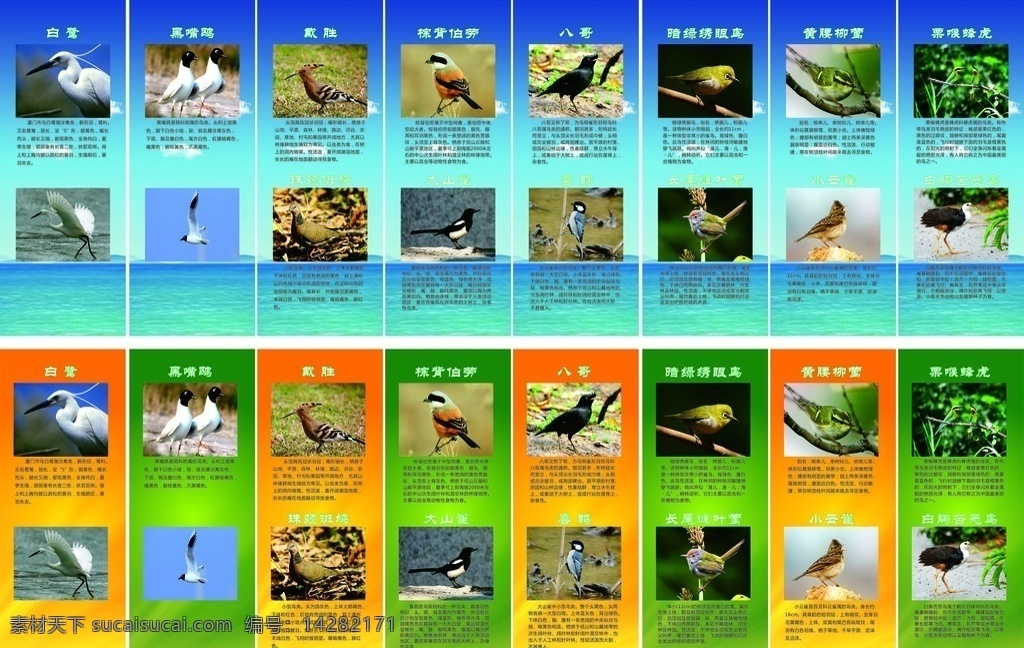 鸟类 鸟类简介 鸟类展板 鸟类介绍 常见鸟类