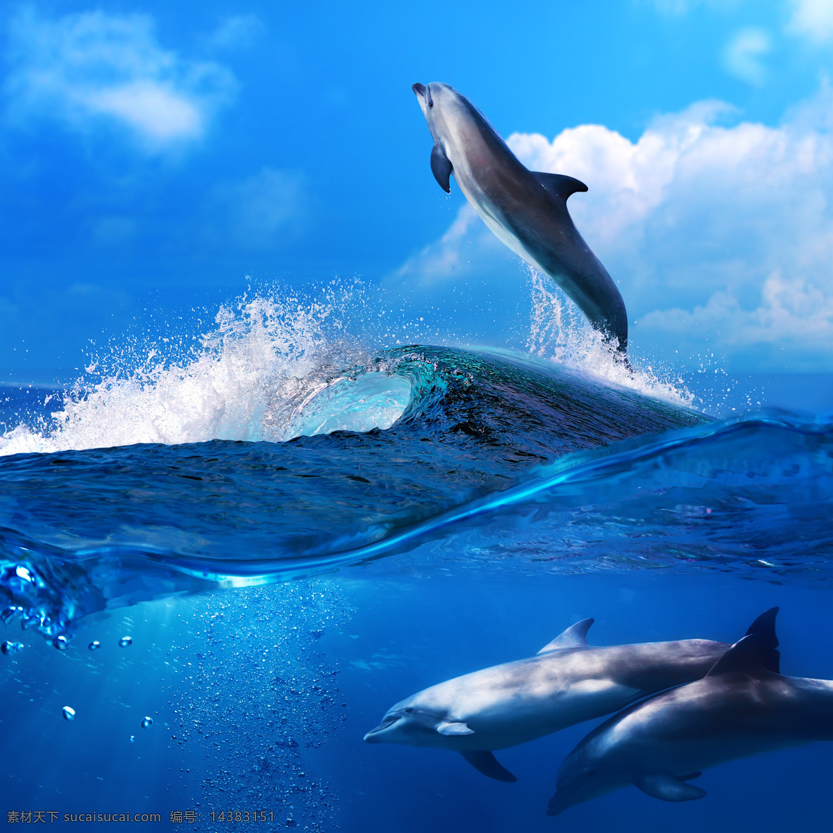 海浪与海豚 海浪 海豚 鱼 鱼类动物 海底生物 水中生物 海洋生物 海洋动物 生物世界 蓝色