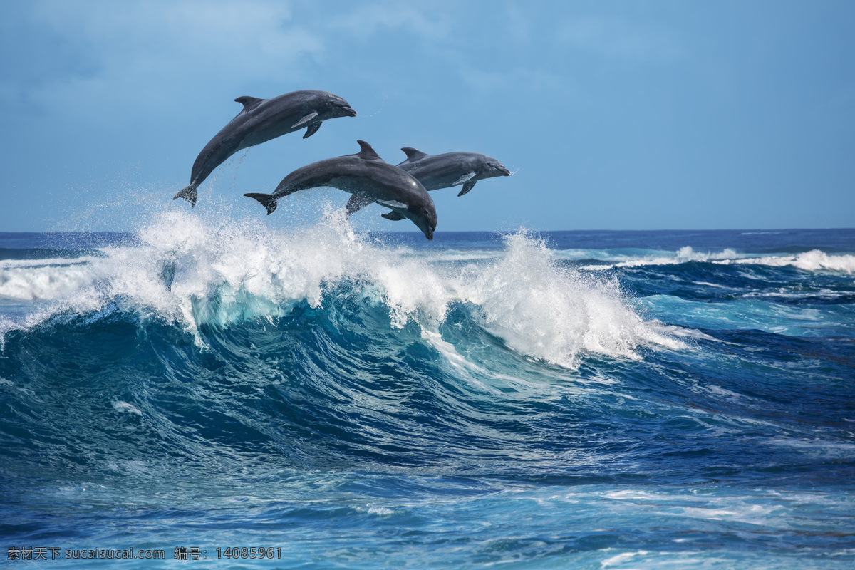 海浪海豚 海豚 浪花 大海 蓝色 跳跃 波涛 暴风 风景 生物世界 海洋生物