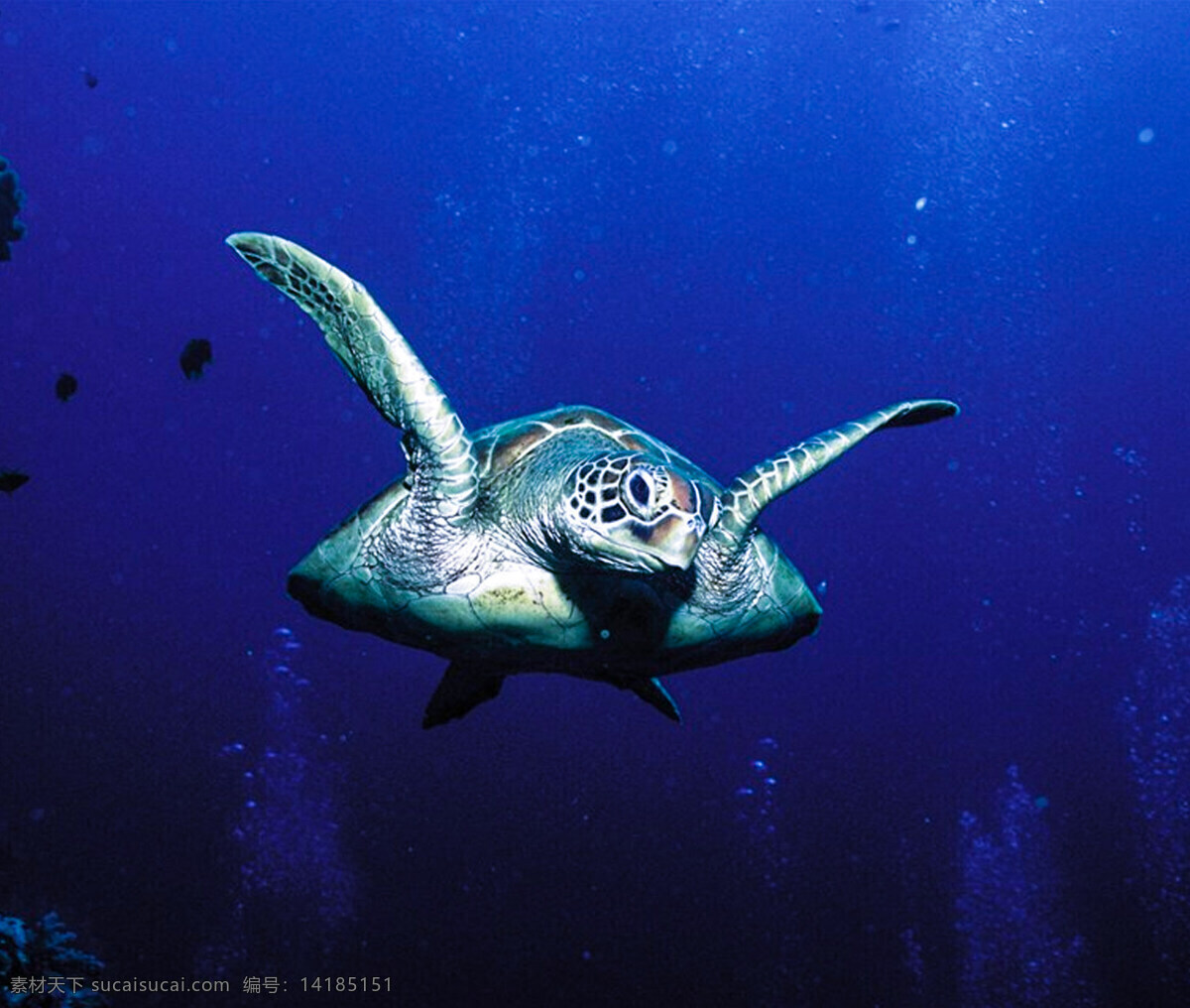 海龟 海洋世界 海底世界 海洋生物 海洋动物 旅游摄影 自然风景