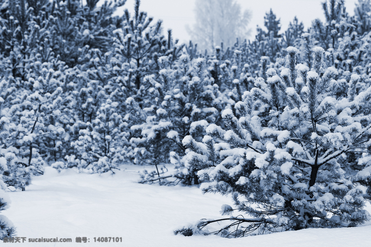 树林 雪地 风景 树林雪景 树木风景 雪地风景 冬季雪景 美丽冬天景色 美丽风景 山水风景 风景图片