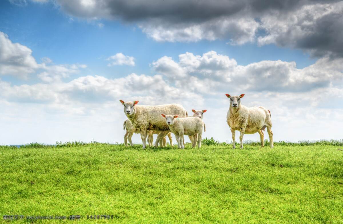 草原羊群 草原 草 内蒙古 大草原 蓝天 草地 羊 绵羊 羊群 自然景观 自然风景