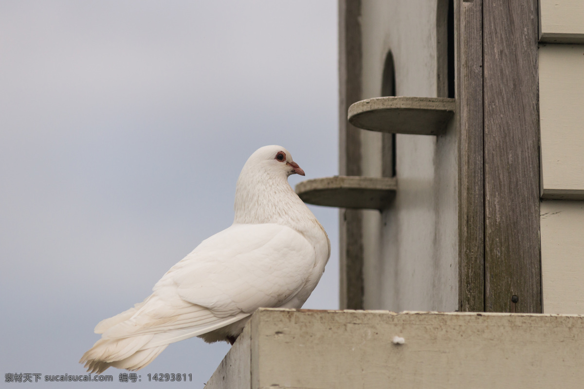 白色鸽子摄影 白色鸽子 鸟笼 天空 鸽子 鸽子摄影 动物 动物素材 空中飞鸟 生物世界 灰色