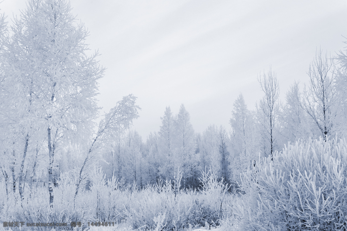 冬季雪景 冬季 冬天 雪景 美丽风景 景色 美景 积雪 雪地 森林 树木 自然风景 自然景观 白色