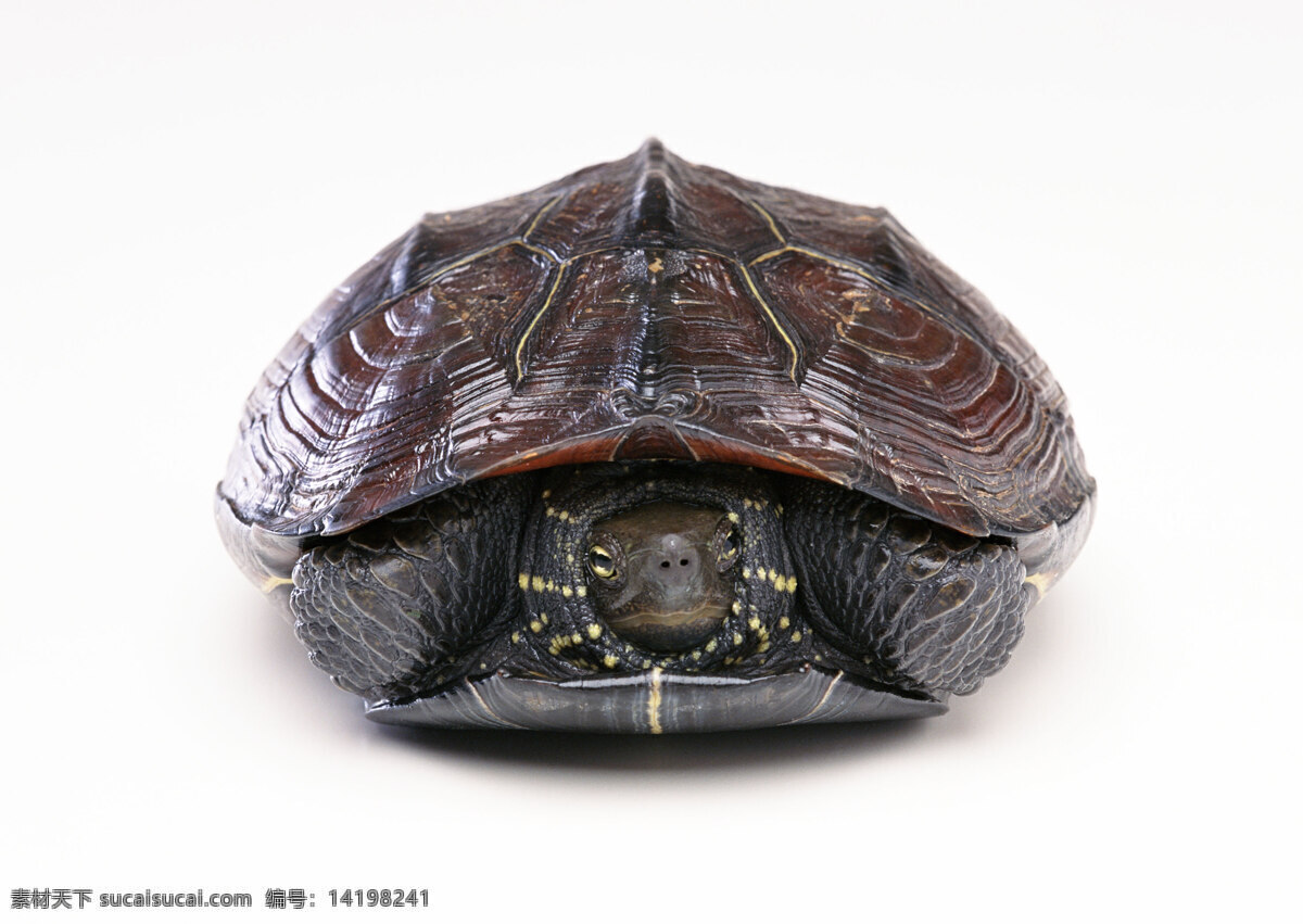小 动物 动物世界 海龟 乌龟 小动物 千年乌龟 王八 生物世界